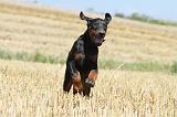 DOBERMANN 987